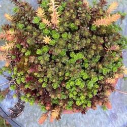 Gorgeous Sedum/succulent  Display In Clay Saucer
