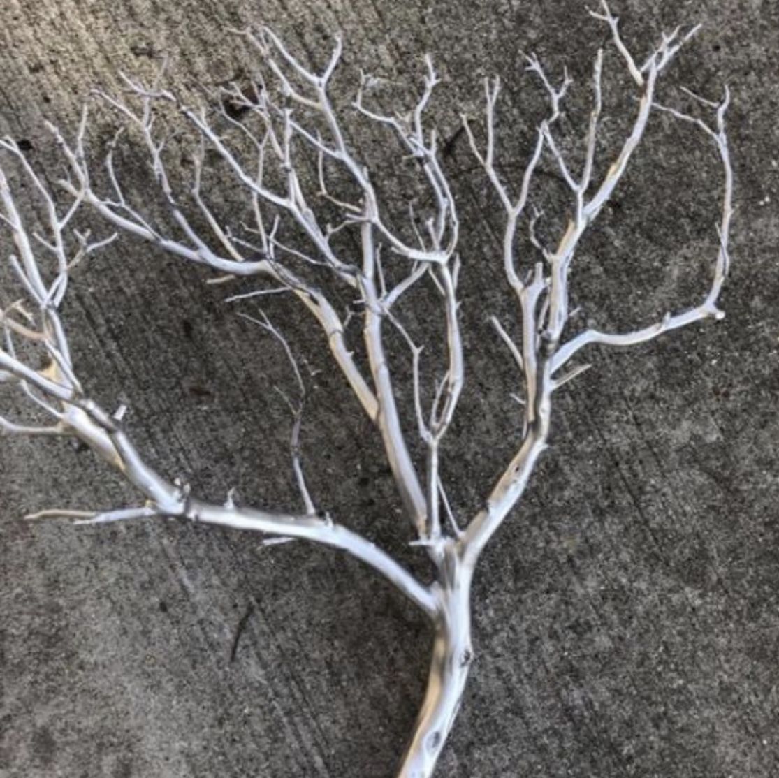 24" Silver Manzanita Branches