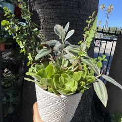 Pretty Succulents In Ceramic Pot 