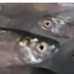 Fish aquarium pond plants