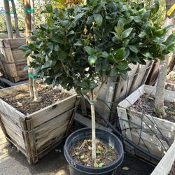 Waxleaf Privet Topiary 