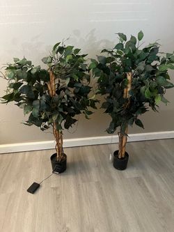 Pair of Artificial Ficus Trees in Black Pots