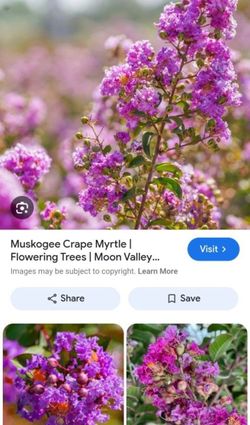 Crape Myrtle Tree