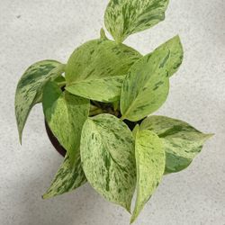 Marble Queen Pothos
