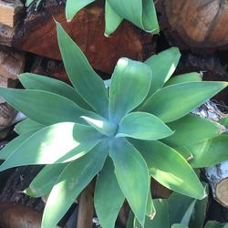 Agaves And A Fee Other Plants 