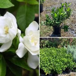 Gardenia Plants 1gallon Flor Blanca