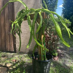 Dragon Fruit Trellis