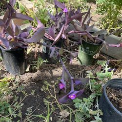Purple Heart Plant