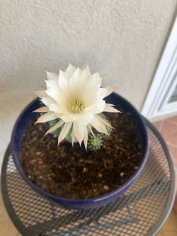 Lily Cactus