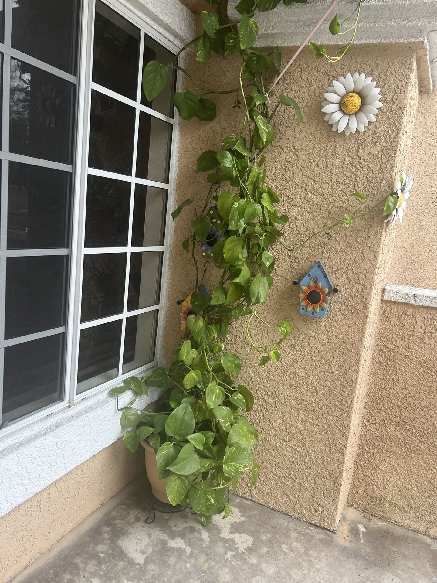 Indoor Pothos Plant