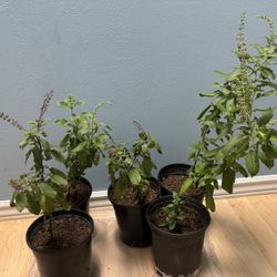 Tulsi (Holy basil) - Krishna And Rama