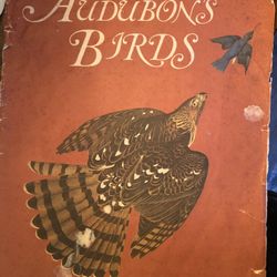 Audubon’s Birds Print