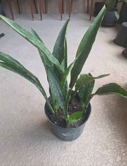 Potted Jaboa Snake plant (Sansevieria Trifasciata Jaboa)