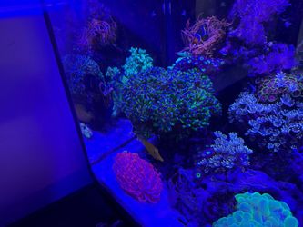 Hammer Plastic coral