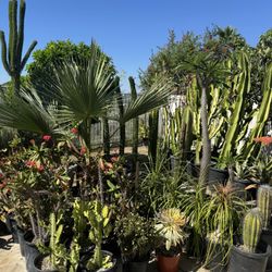 Wide Variety Of Cactus And Succulents Plants 