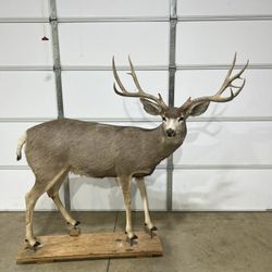 Deer Man Cave Decoration