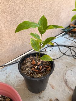 A lot of outdoor plants