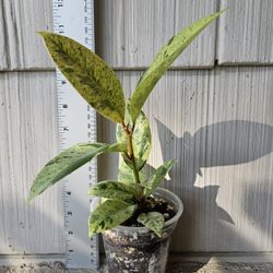 Ficus Shivereana Moonshine Plant (Rubber Tree)