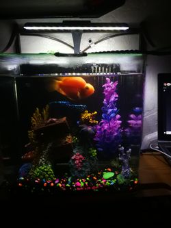 Fish tank 4 gallon with built-in filter and everything in it even the parrot fish