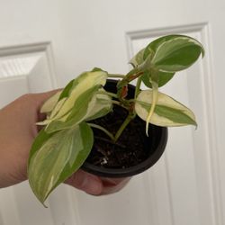 Beautiful Philodendron Rio Sport Plant