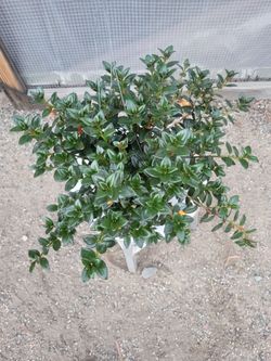 Gold fish plant 6" Nursery Pot