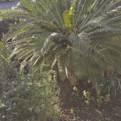Sago Palm in Planter