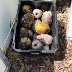 Free Coconuts In Large Plastic Container 