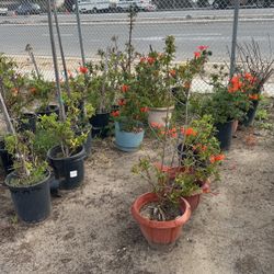 Honey Suckle Plants
