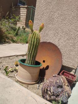 Cutus with pot