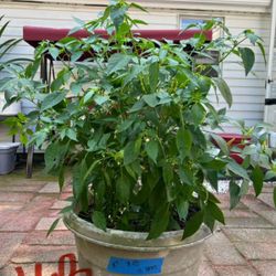 Chilli Pepper Plants 