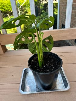 Monstera Plant-American Evergreen Arrowhead Indoor House Plant