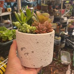 Succulent Arrangements 