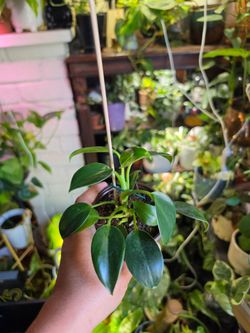 reverted Philodendron 'Birkin