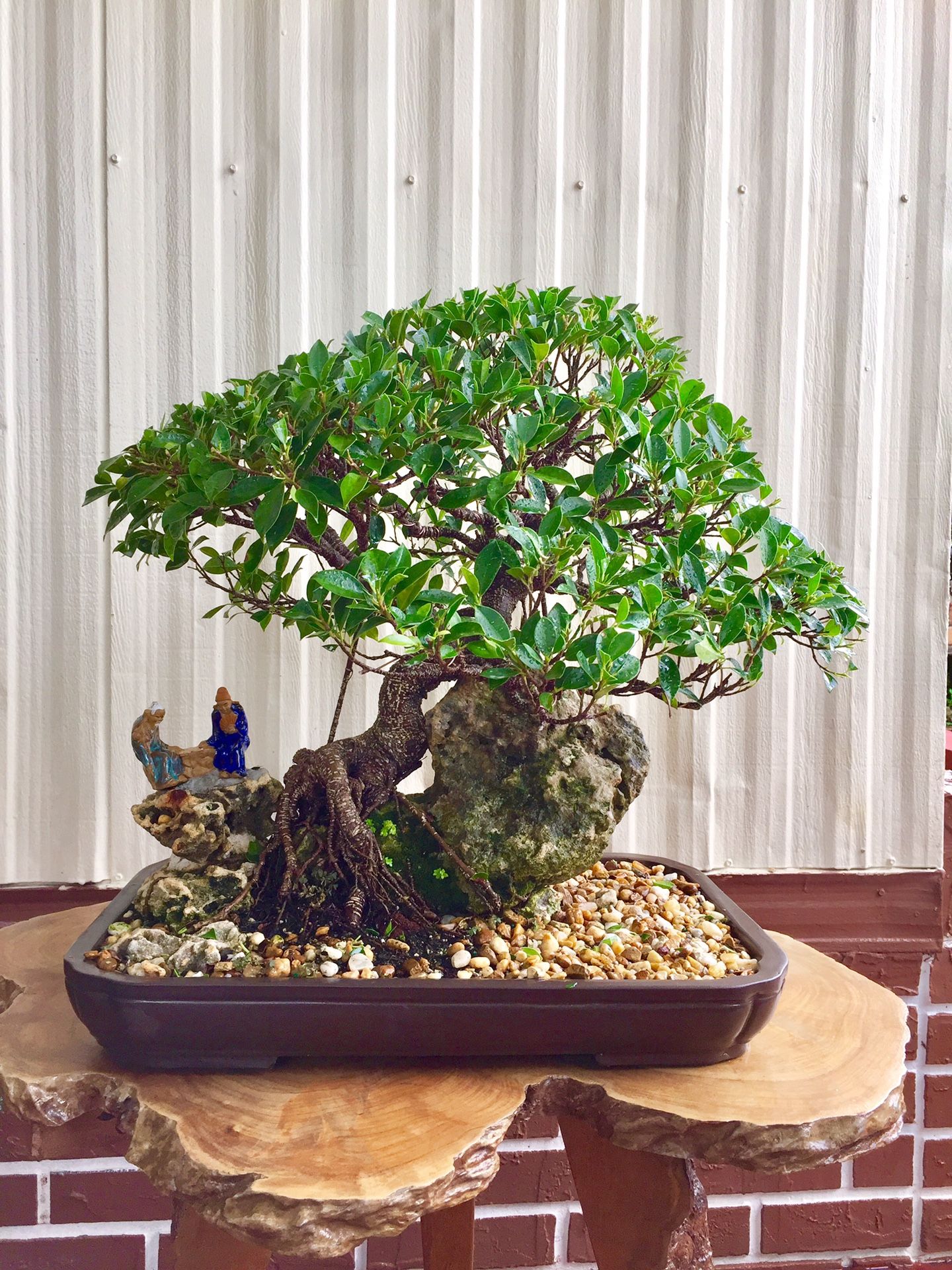 Nice bonsai tree for Sale in Miami Gardens, FL OfferUp