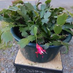 Christmas Cactus 🌵 With Raspberry Color Flowers 🌺