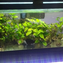 20 Gallon (Long Fish Tank)