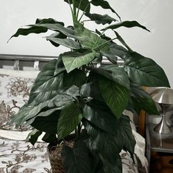 Plant Decor