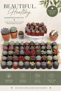 Succulent Starts