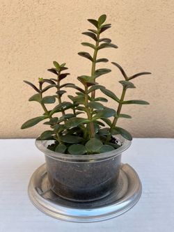 8.5” Cute Jade Plant 🪴