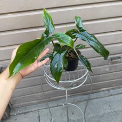 6” philodendron 69686