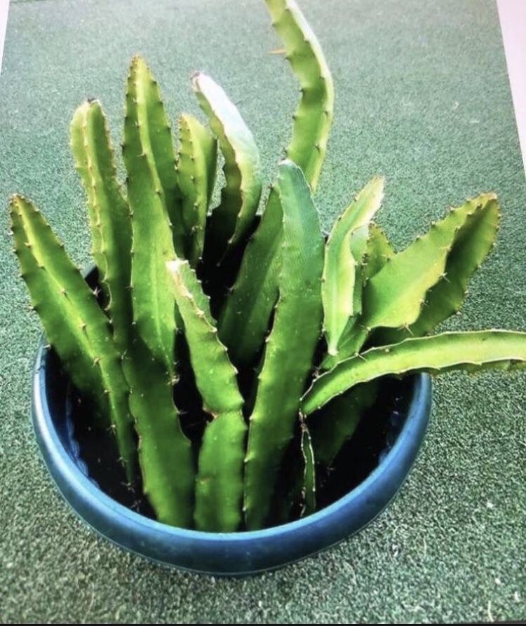 Dragon Fruit Cutting 