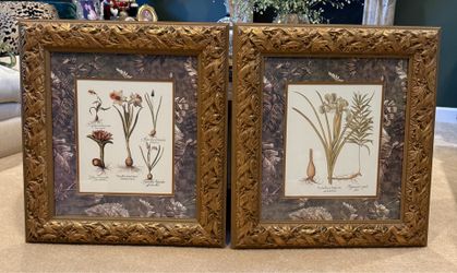 2 Basilius Besler Botanical Prints in Vintage Gold Frames