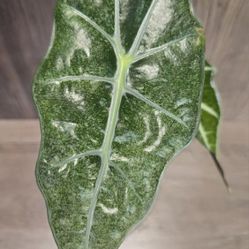alocasia amazonica mint