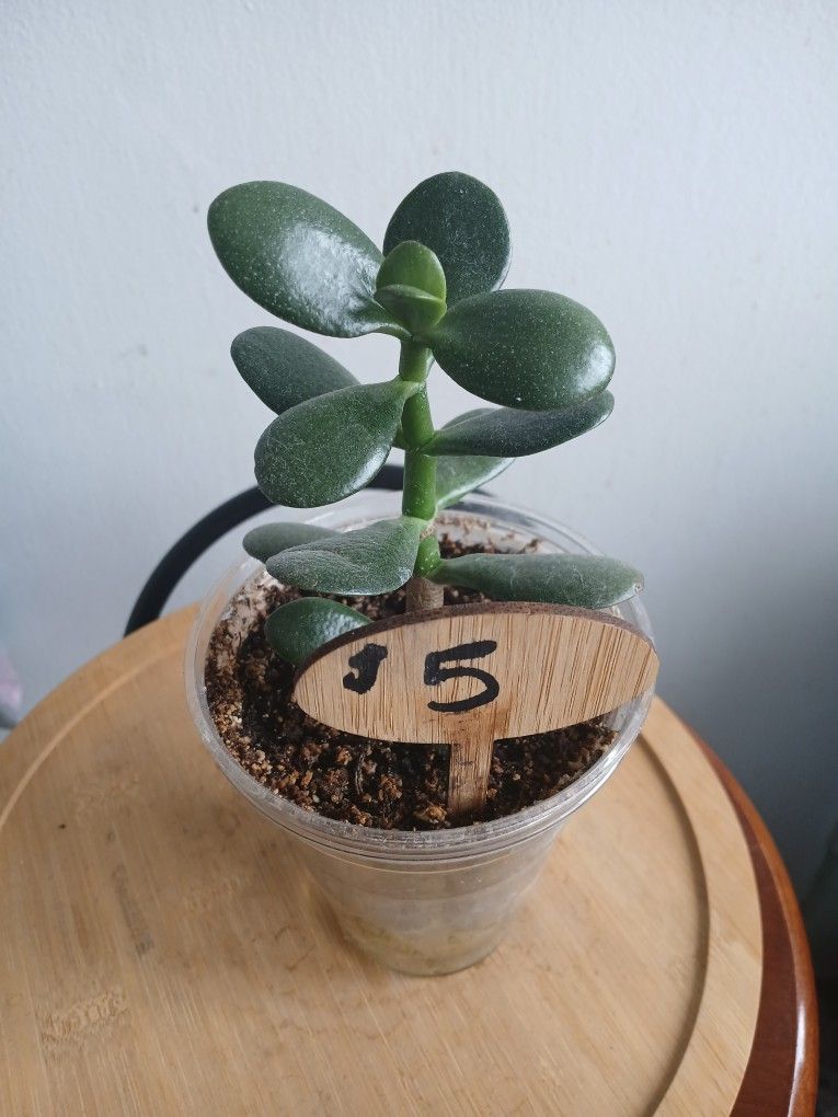 Jade Plant