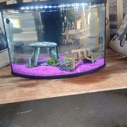 Glass bow Front Aquarium