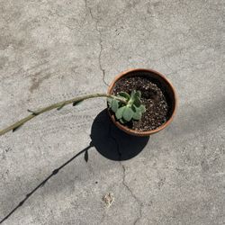 Ready  To Bloom  Succulent