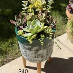 Beautifully potted succulent planter