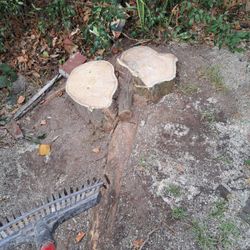 Stump Removal 