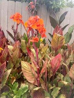 Variegated Canna Lily Live Garden Plants