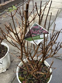 Hydrangea Quick Fire